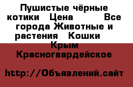 Пушистые чёрные котики › Цена ­ 100 - Все города Животные и растения » Кошки   . Крым,Красногвардейское